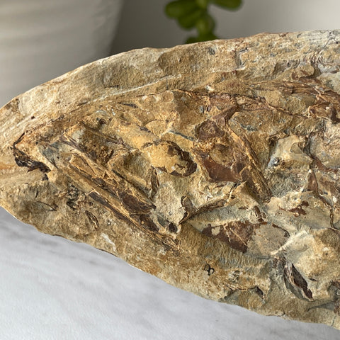 fossil Osteoglossidae fish from Brazil with stand