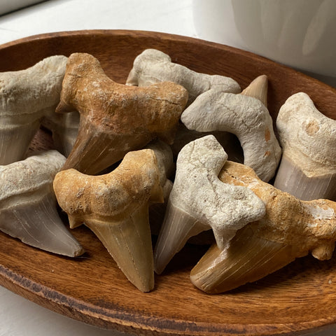 Fossilized Otodus Shark Tooth